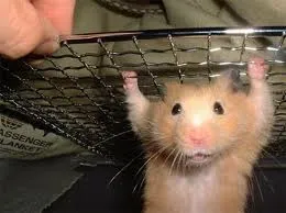 Cum de a instrui un hamster, animale de companie mele
