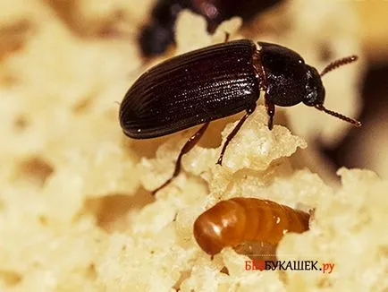 Care tratează bolile beetle vraci dacă gândaci de băut