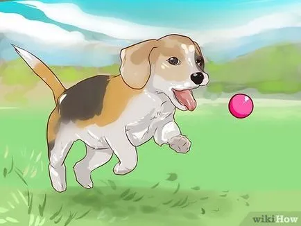 Cum de a instrui un Beagle