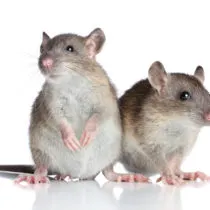 Cum să scapi de șobolani și șoareci, la magazin alimentar