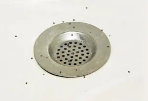 Как да се отървем от комари в съветите за баня
