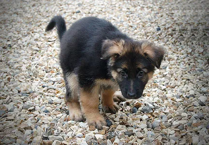 Hogyan táplálkoznak a kölyök törpe schnauzer - szárazeledel törpe schnauzer - kutyafajták