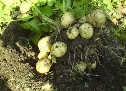 Care gunoi de grajd verde potrivit pentru cartofi, argumente pro și contra