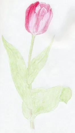 Hogyan kell felhívni a csokor tulipán képeslapot anya napja március 8