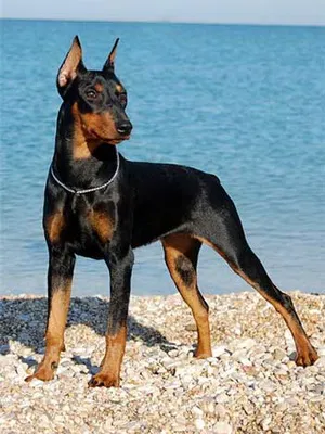 Cum de a opri și de a pune urechile pinscher pitic, pinscher pitic fotografie cu urechi uncropped