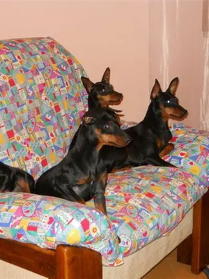 Cum de a opri și de a pune urechile pinscher pitic, pinscher pitic fotografie cu urechi uncropped