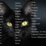 Как да назове котка момче готини имена за сивия списък на български, шотландски, British