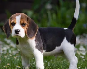 Cum de a educa în mod corespunzător Beagle catelus, totul despre câini