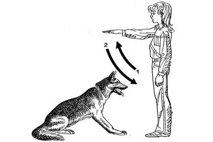 Cum să învețe câinele minciuna de comandă, cum să tren, de formare, video