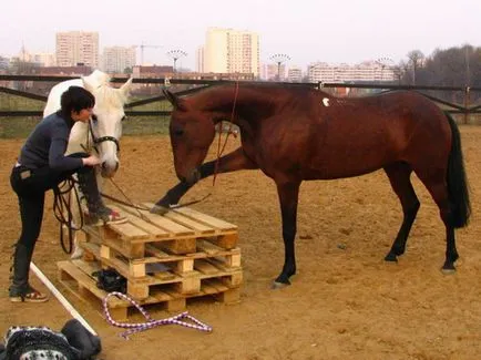 Cum de a preda un cal de a face puncte de vedere crunch, față și spate, foto și video