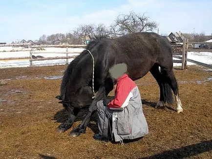 Как да се научи на един кон да направите гледания колапс отпред и отзад, фото и видео