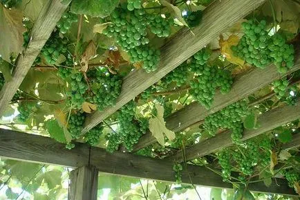 Каква трябва да бъде арката на грозде
