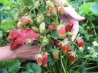 Как да стигнем superurozhay ягода производител (имение)