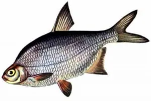 Hogyan lehet elkapni trevally 