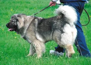 Hogyan tegyük pórázon a kutya két lábon, a macskák és a kutyák