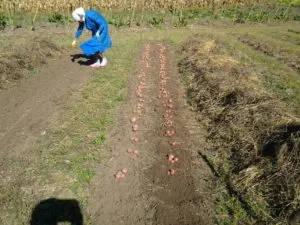 Hogyan válasszuk ki a zöldtrágya termény- után burgonya