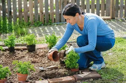 Cum să planteze plante în grădină