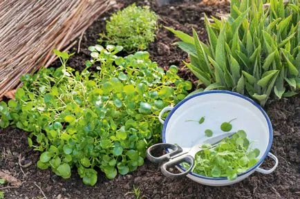 Cum să planteze plante în grădină