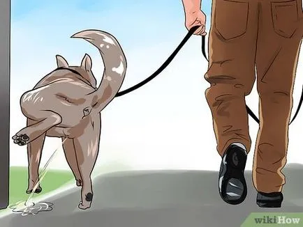 Cum de a preda un câine de a urina în stradă