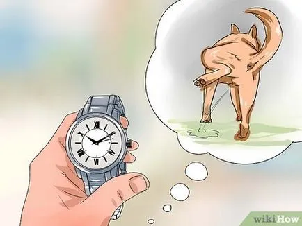 Hogyan kell tanítani a kutyát, hogy vizel az utcán