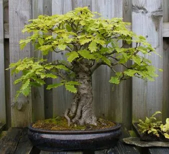 Hogyan készítsünk bonsai tölgy