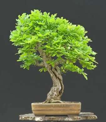 Hogyan készítsünk bonsai tölgy