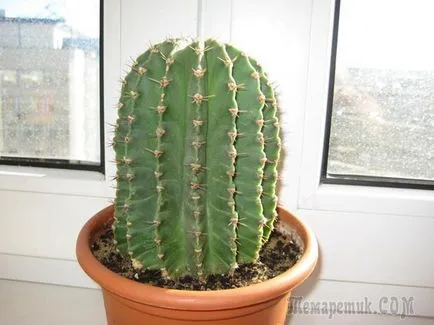 Cum de a recunoaște o boală cactus și ce să facă