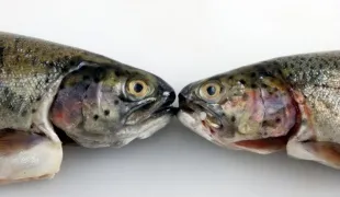 Hogyan, hogy a bőr egy hal