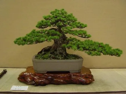 Hogyan törődik bonsai hogyan törődik bonsai fák