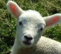 Hogyan növekszik a bárány nélkül birka