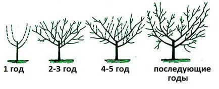 Cum să crească o prună în Siberia și alte regiuni nordice - secretele de grădinărit