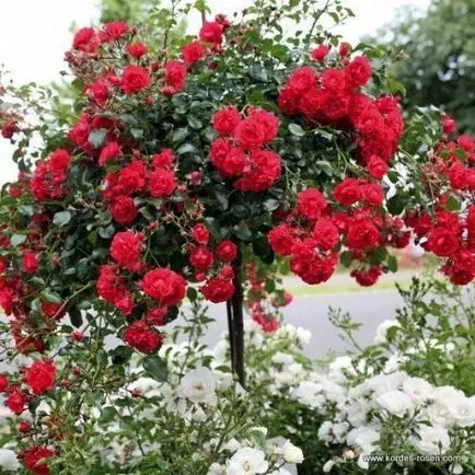 Как да расте роза shtambe - растения - растения за градината