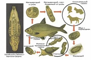 Както и в риба превенция убийство opisthorchiasis как да се готви риба, добавете сол, ако е необходимо, с