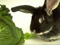 Rabbit Dwarf, oferindu-iepure medicament, hrănire curs comprimate pastile iepuri