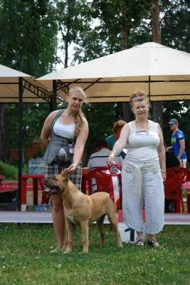 Dogo Canario - Dog - Lifestyle