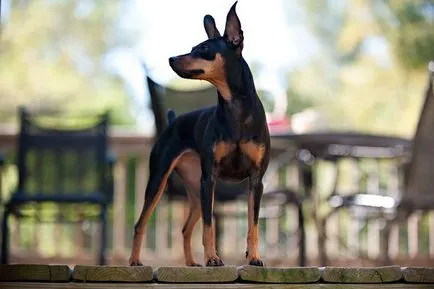 Törpe pinscher (Miniature Pinscher) kutya fotó, a természet és az ár