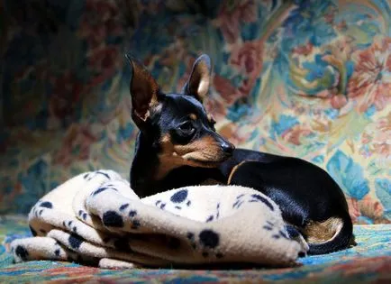 Pinscher pitic (Pinscher miniatură) fotografie câine, natura și preț