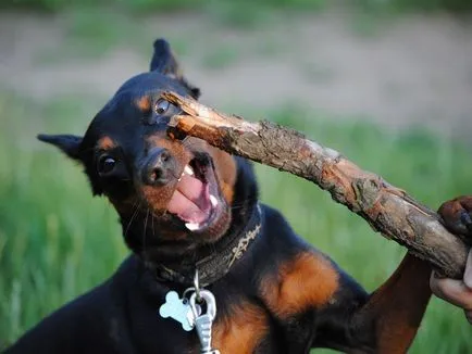 Pinscher pitic (Pinscher miniatură) fotografie câine, natura și preț