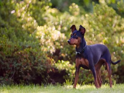 Törpe pinscher (Miniature Pinscher) kutya fotó, a természet és az ár