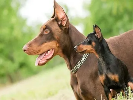 Törpe pinscher (Miniature Pinscher) kutya fotó, a természet és az ár