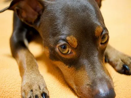 Törpe pinscher (Miniature Pinscher) kutya fotó, a természet és az ár