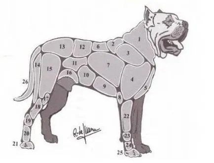 Dogo Canario - Dog - Lifestyle