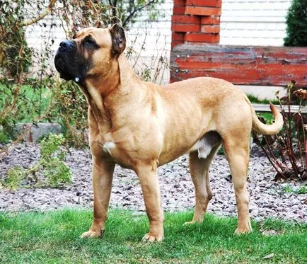 Dogo Canario - Dog - Lifestyle