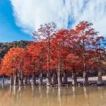 Cypress Lake (szukát) - fotók, térkép, leírás