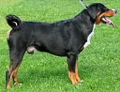 Kennel Club - caine tricolor - loialitate