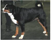 Kennel Club - caine tricolor - loialitate