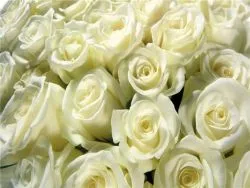 De ce dau trandafiri albi