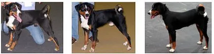 Kennel Club - caine tricolor - loialitate