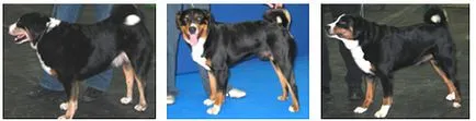 Kennel Club - caine tricolor - loialitate