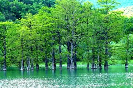 Cypress Lake Anapa, utazási klub Lucas túra